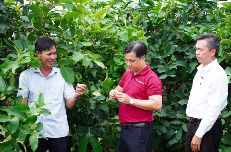 Vườn mận nhà ông Phục