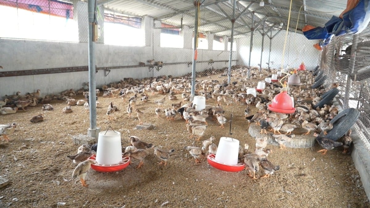 Bên trong khu nuôi gà mía