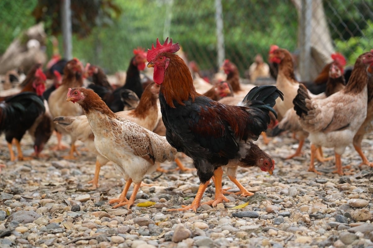 Gà mía được nhiều người ưa chuộng, yêu thích vì có chất lượng thịt cao