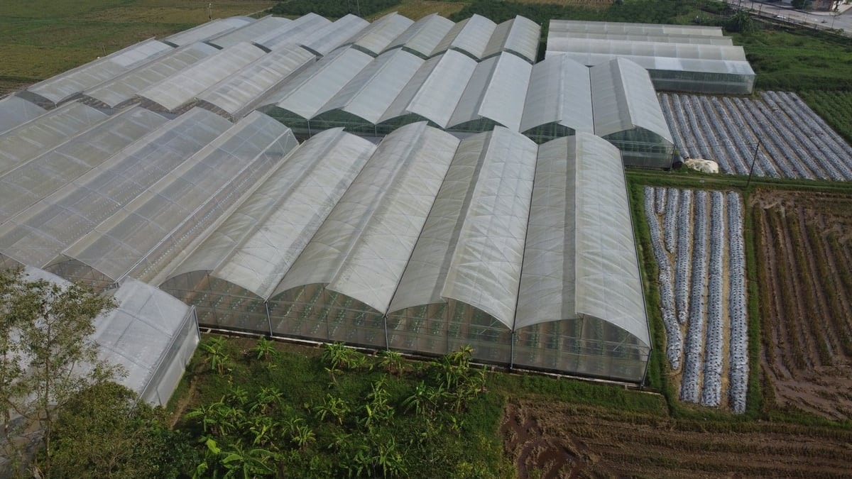 nhà màng của HTX nông nghiệp Thiệu Hưng