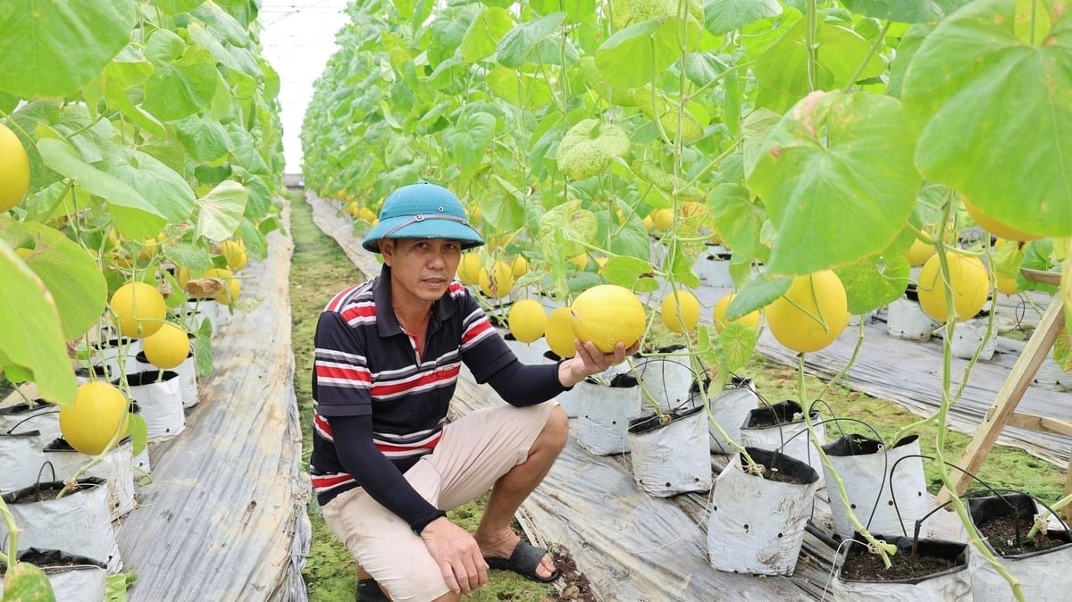 Những trái dưa có chất lượng cao