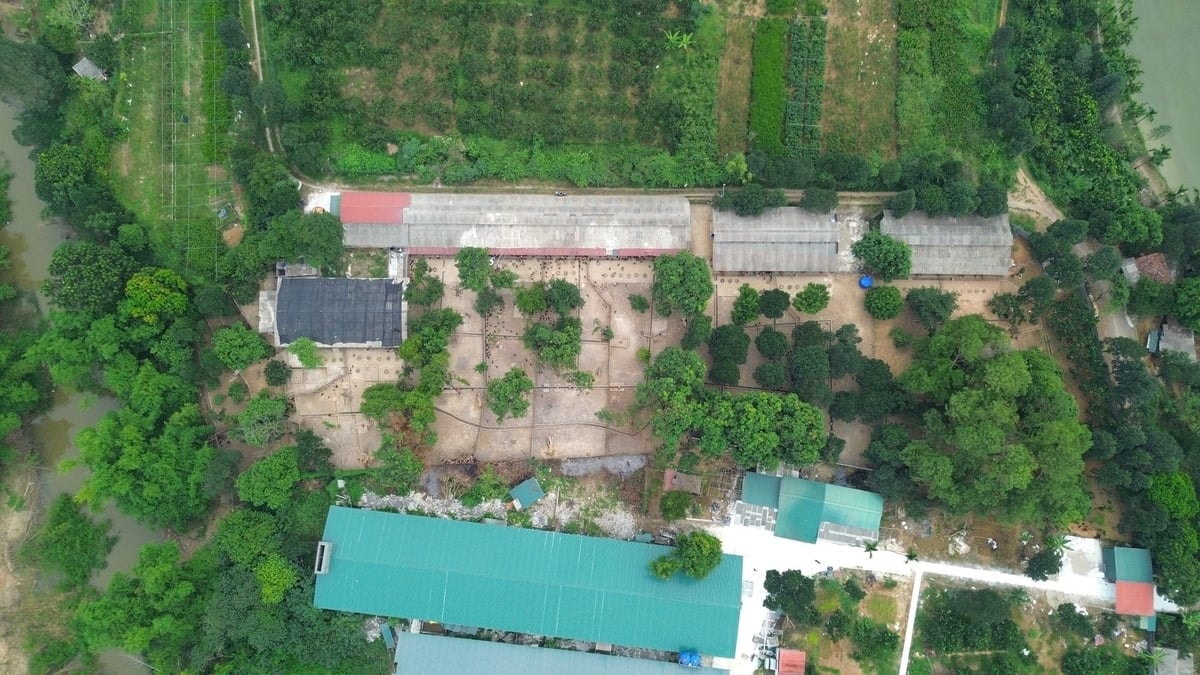 Trang trại nhà chị Quy