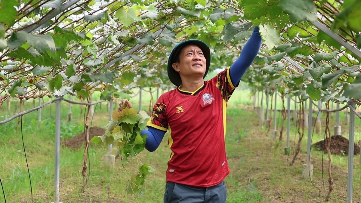 Vườn nho sữa Hàn Quốc