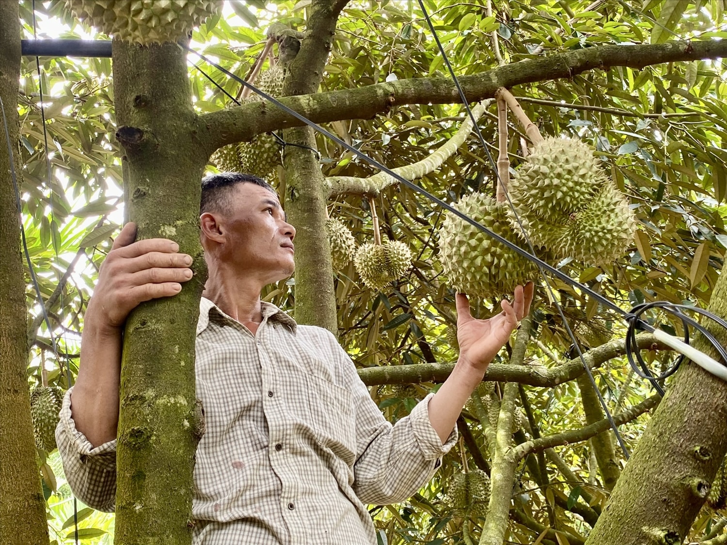 Anh Châu tại vườn sầu riêng nhà trồng