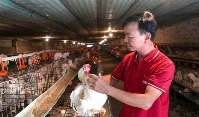 Ông Sơn đang kiểm tra gà nuôi trong trang trại