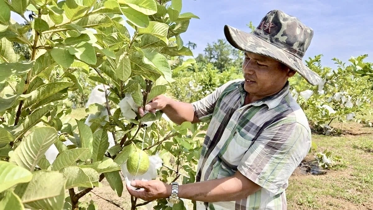 Ông Thơ đang kiểm tra từng trái ổi