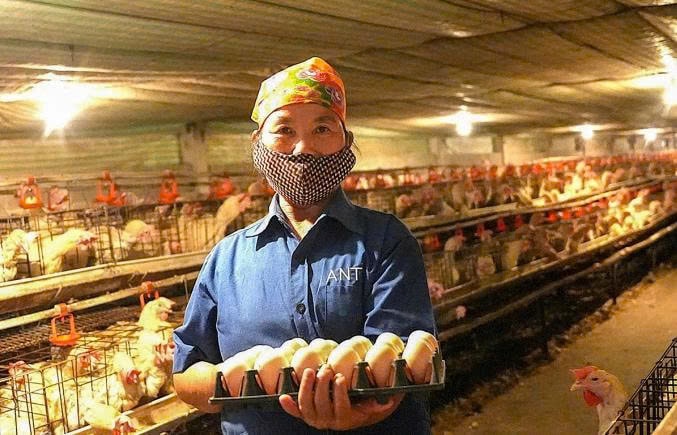 Trứng gà được thu hoạch tại trang trại