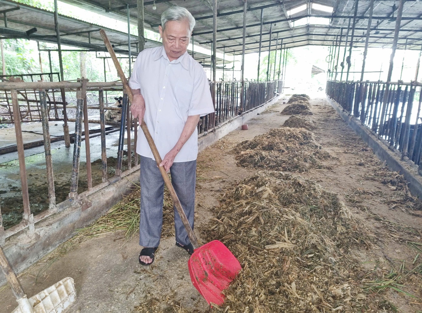 Ông Sâm đang dọn dẹp chuồng trại