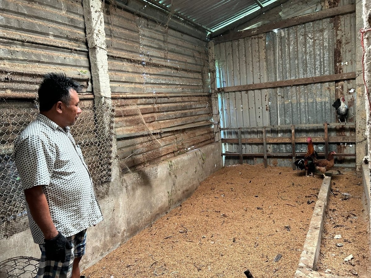 Ông Nam đang lên kế hoạch nhập thêm gà về nuôi