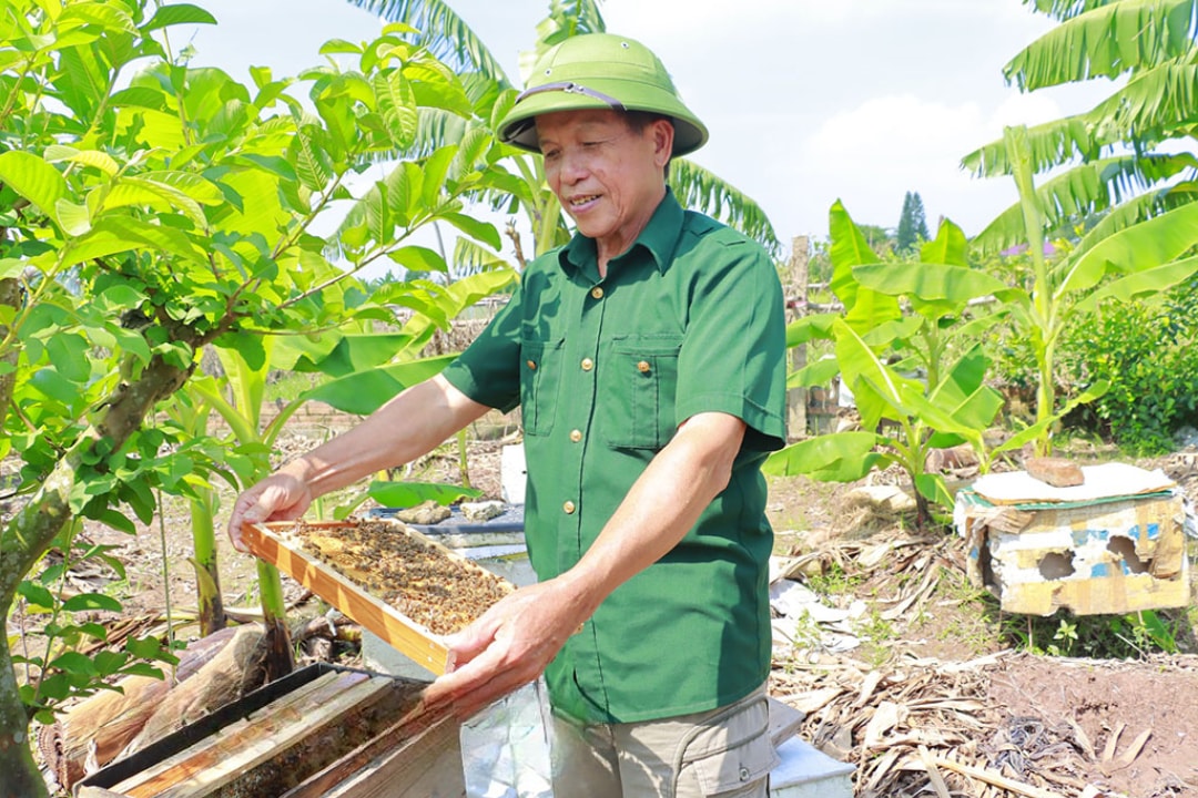 Ông Sơn đang kiểm tra từng tổ ong trong trang trại (1)