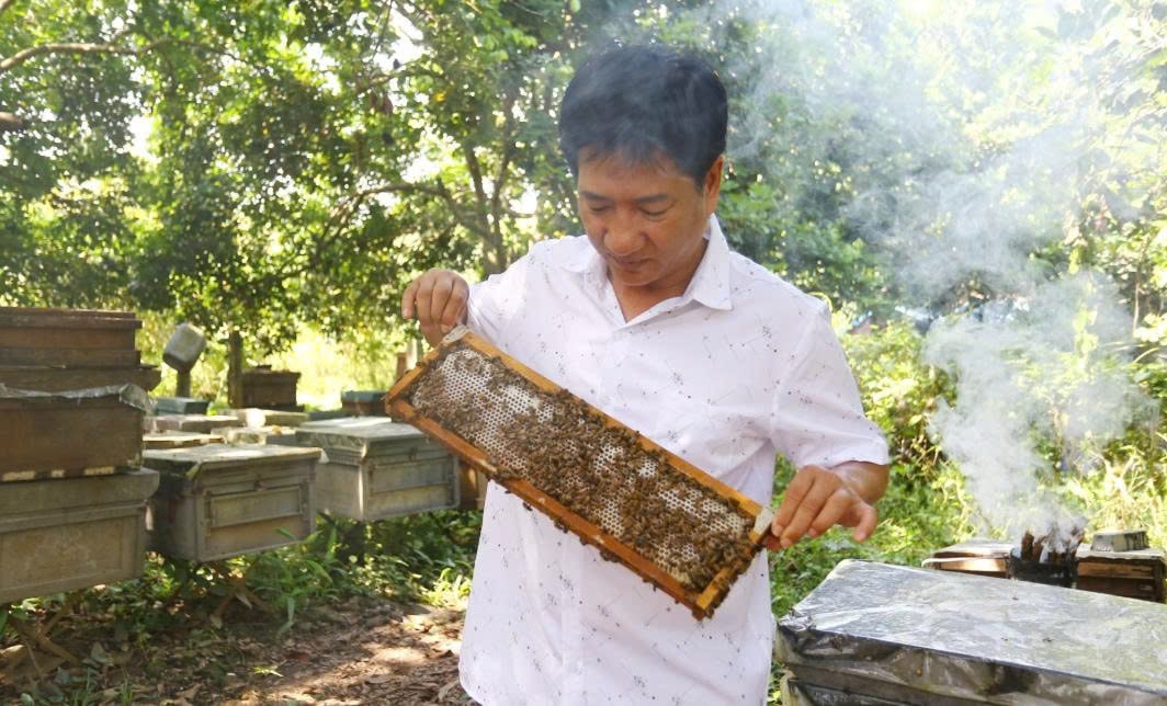 Anh Quân kiểm tra từng tổ ong trong trang trại