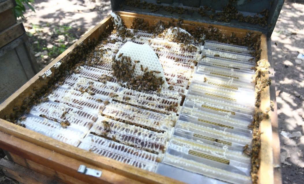 Những bánh tổ được sắp xếp trong 1 thùng gỗ như trên