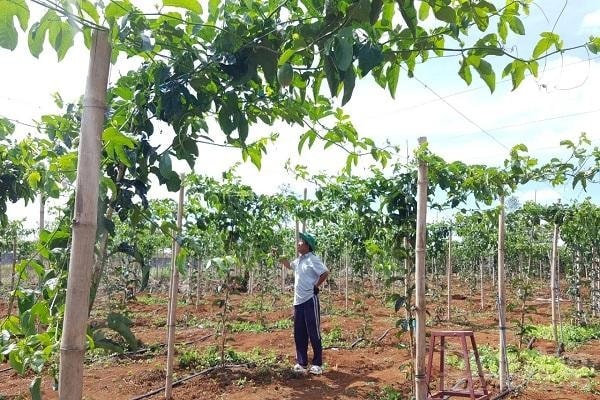 Chanh Leo Tây Nguyên