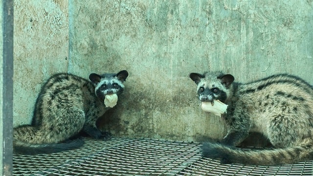 Chồn hương nuôi