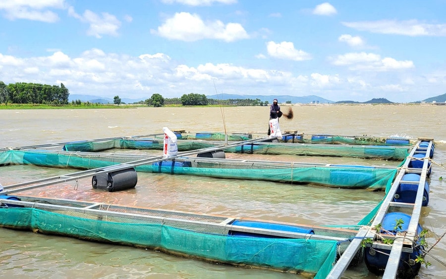 Mô hình cá lồng bè tại lòng hồ An Khê-Kanak