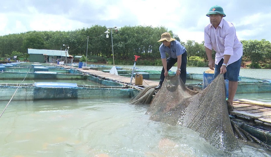 Nghề nuôi cá lồng bè trên sông Sê San