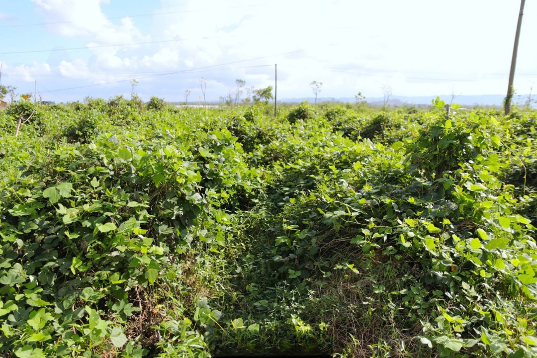 Một góc nơi trồng sắn tại xã Đại Huệ