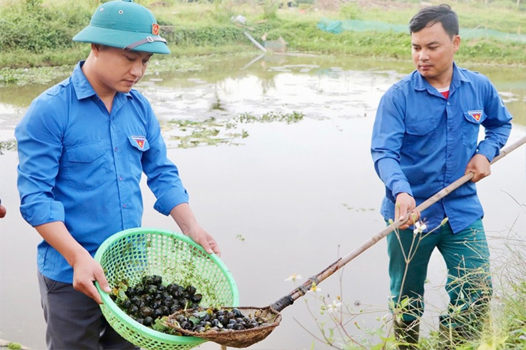 Nhiều hộ nông dân tại xã Mai Hoa đã chuyển sang mô hình nuôi ốc, mang lại thu nhập cao