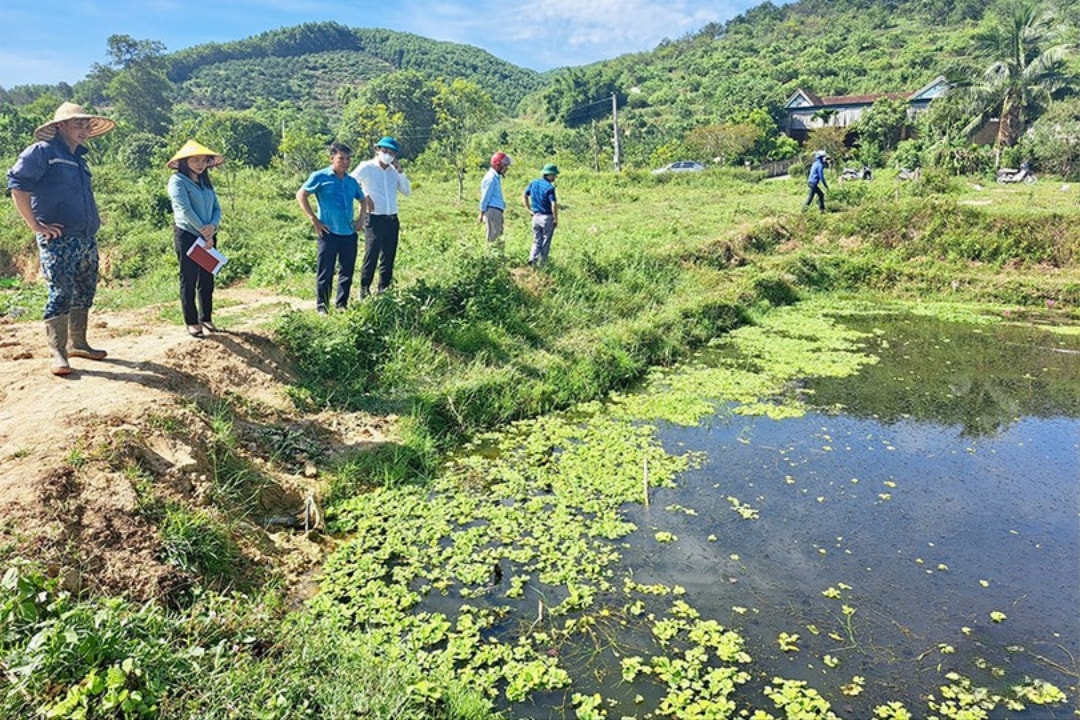 Nơi nuôi ốc bươu đen nhà anh Thành