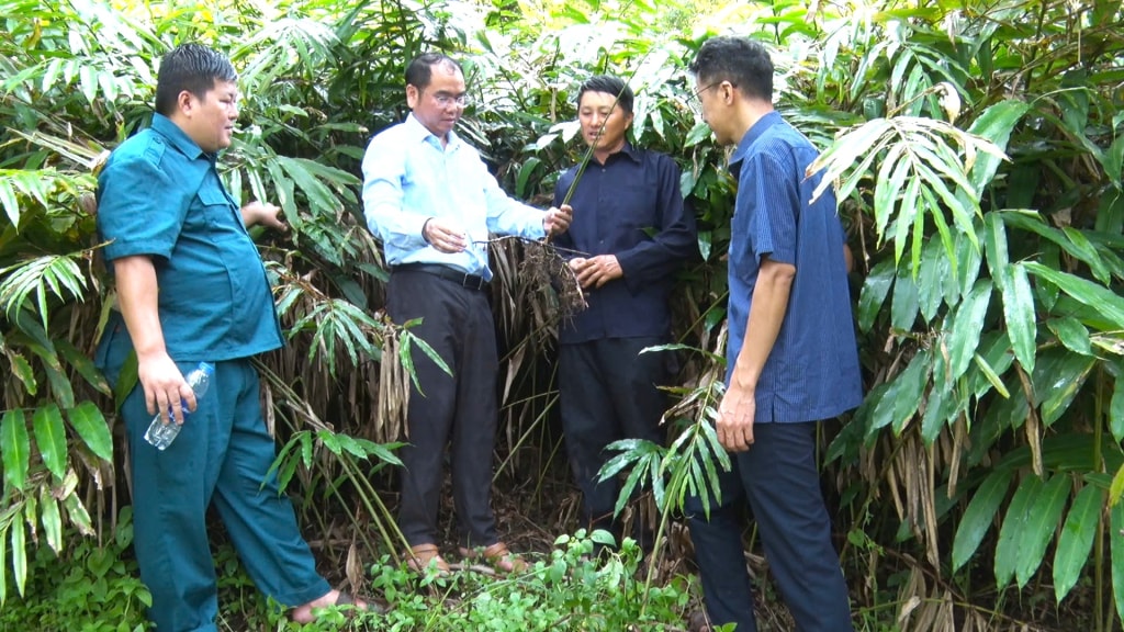 Lãnh đạo xã Bảo Lâm tham quan mô hình cây sa nhân