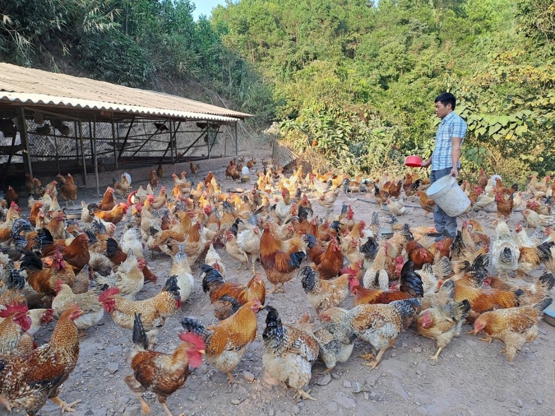 Trang trại gà nhà anh Hoan (1)