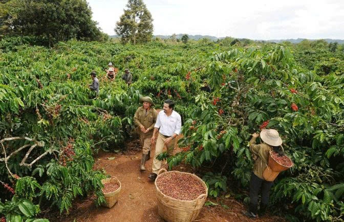 Cây cà phê mang lại nguồn thu nhập tốt cho nông dân