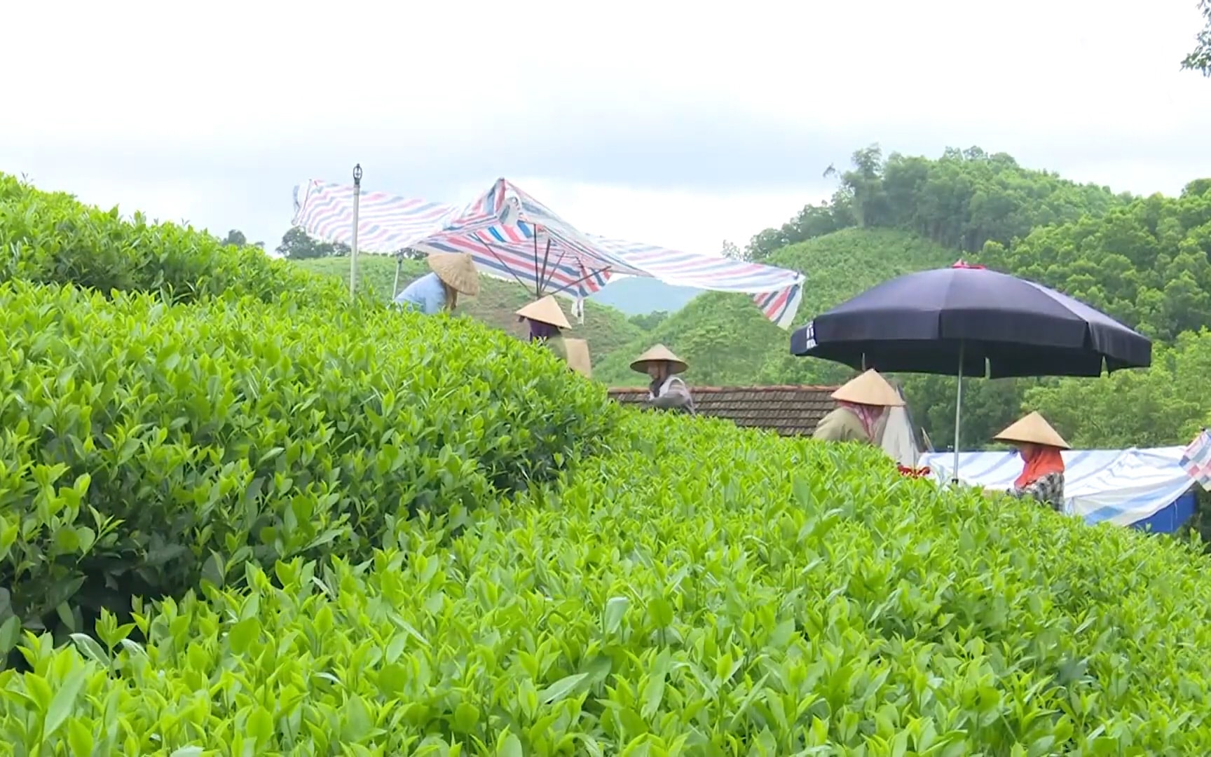 Xã Văn Hán nông sản chè