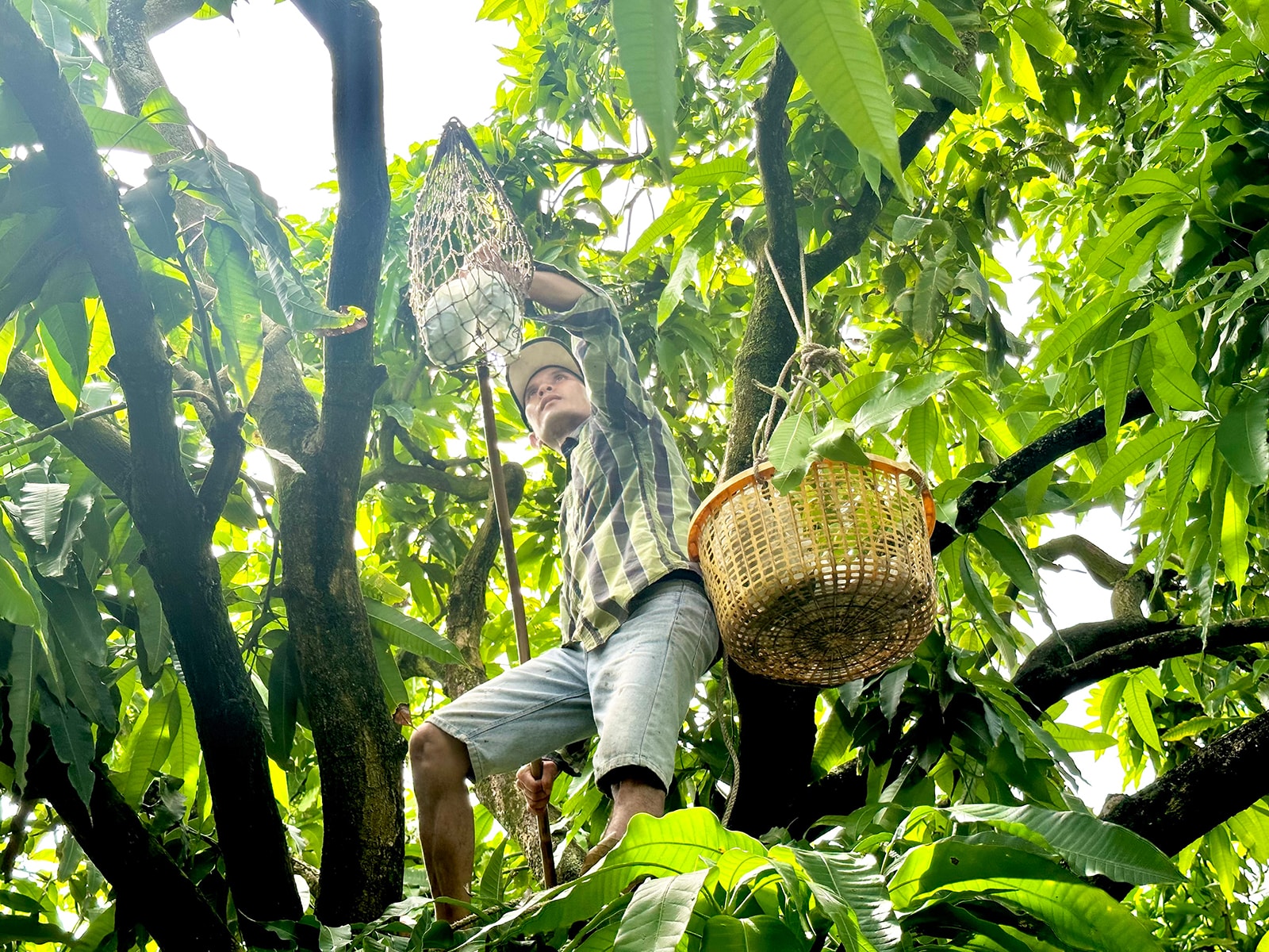 Xoài cát Hòa Lộc, Hòn Đất, An Giang