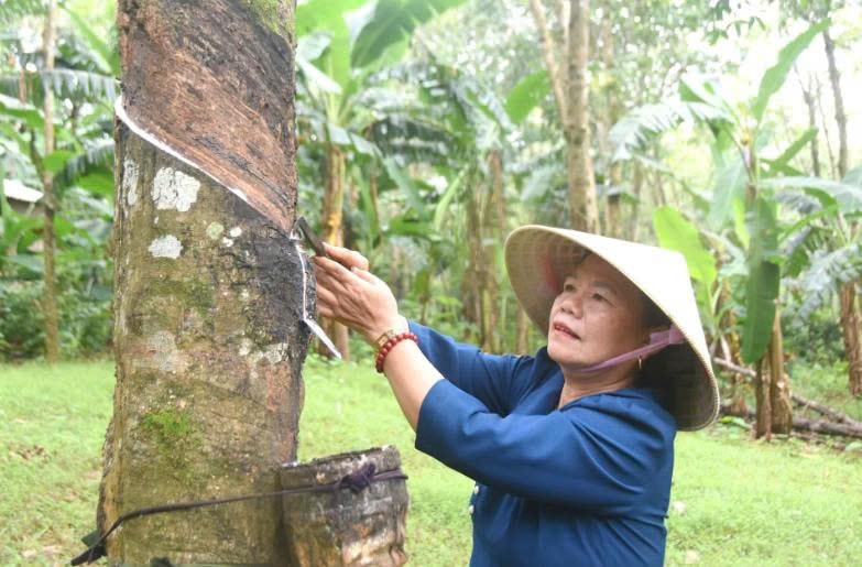 Chị Lan đang thu hoạch cao su