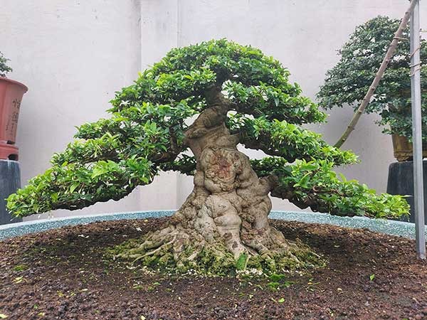 mai-chieu-thuy-bonsai-dep-1-.jpg