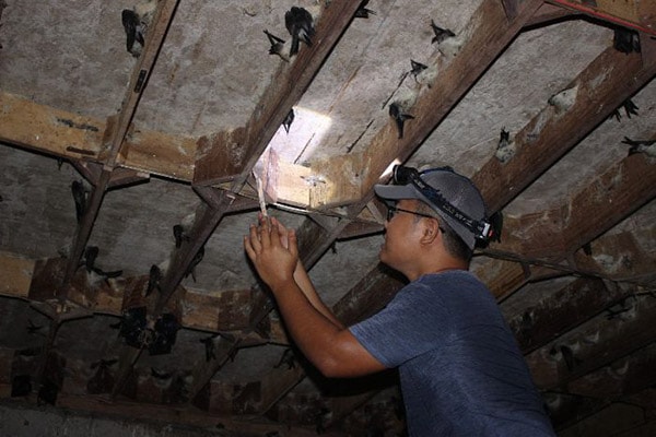 Thu hoạch tổ yến