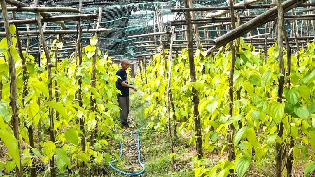 Vườn trầu của người nông dân