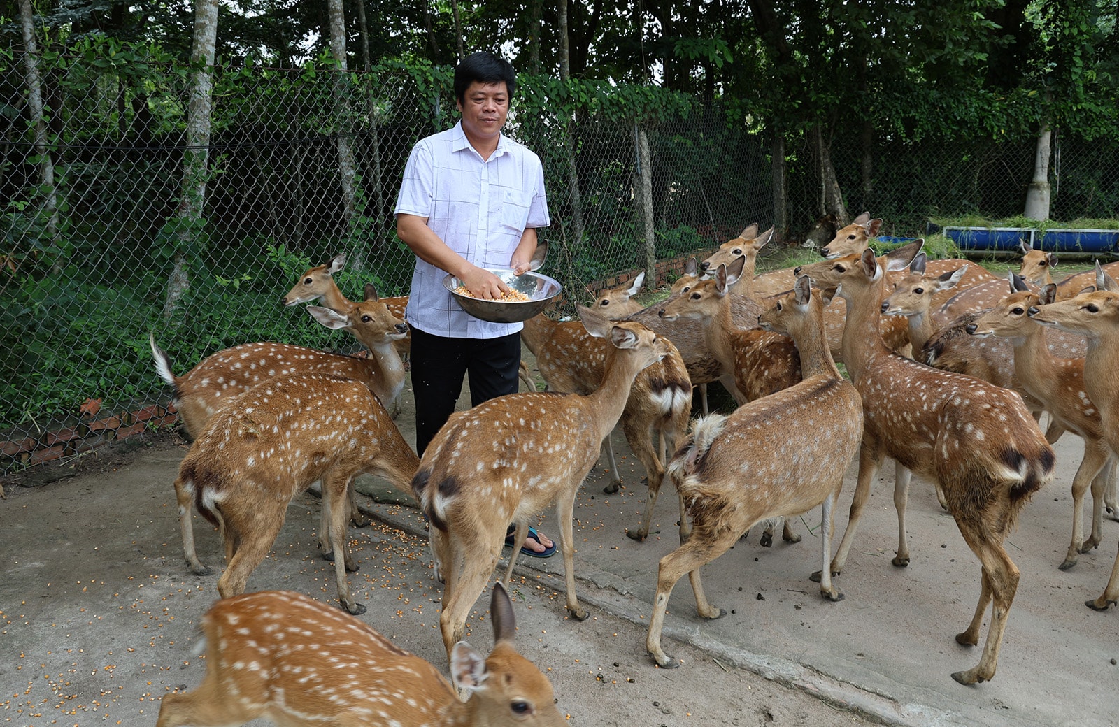 Việc mạnh dạn đưa mô hình nuôi hươu sao về miền Tây không chỉ mở ra hướng làm giàu mới, mà còn thể hiện tư duy chuyển đổi nông nghiệp bền vững.