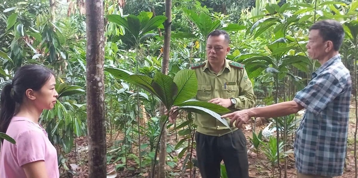 Cán bộ và người nông dân đi kiểm tra từng cây khôi nhung