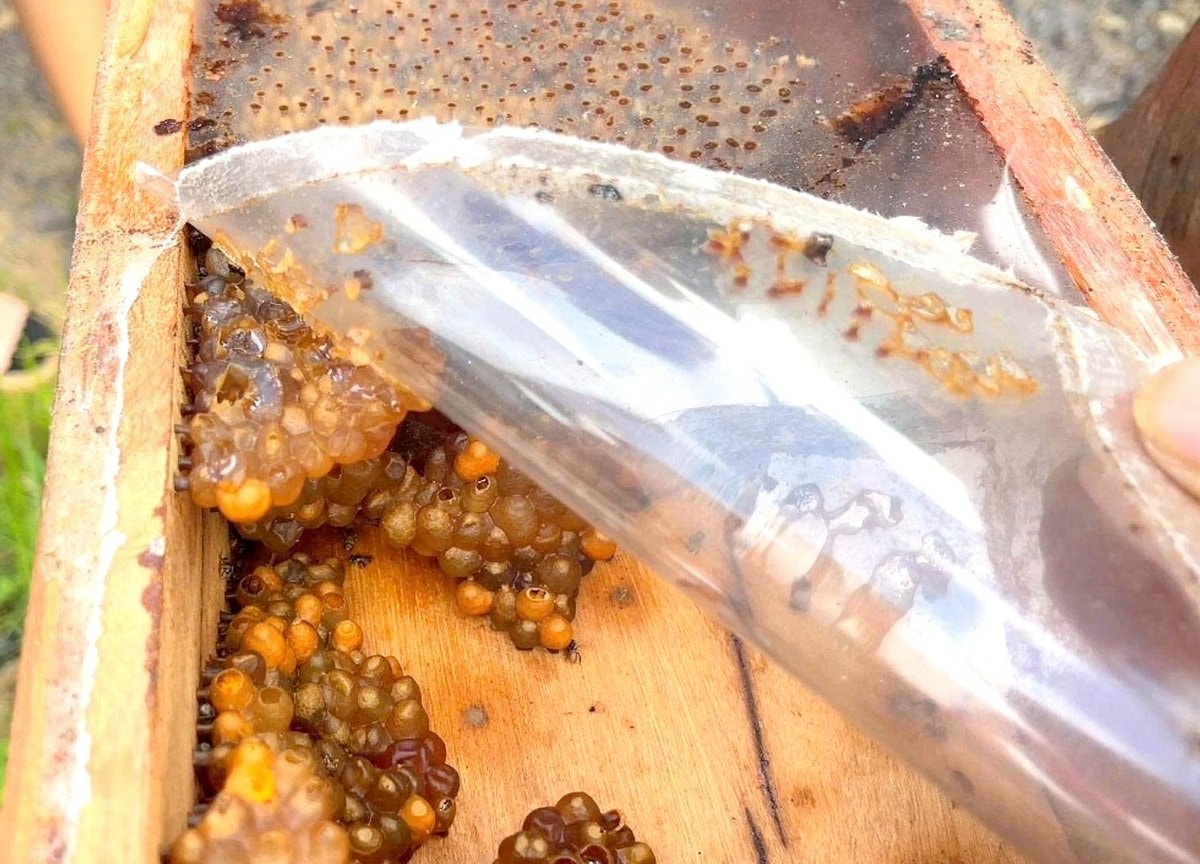 Bên trong thùng nuôi ong