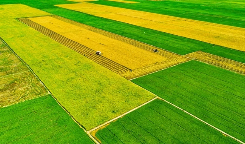 HTX dịch vụ nông nghiệp Vĩnh Cường áp dụng theo mô hình cánh đồng mẫu lớn