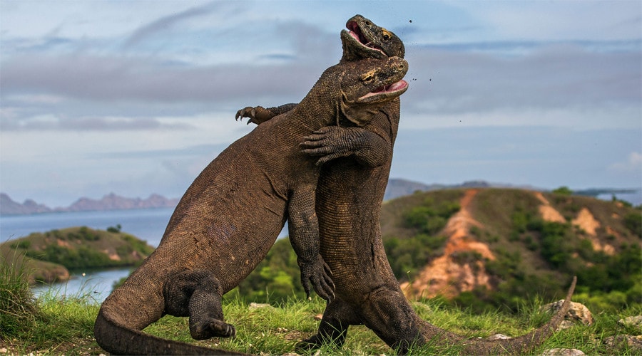 Rồng Komodo