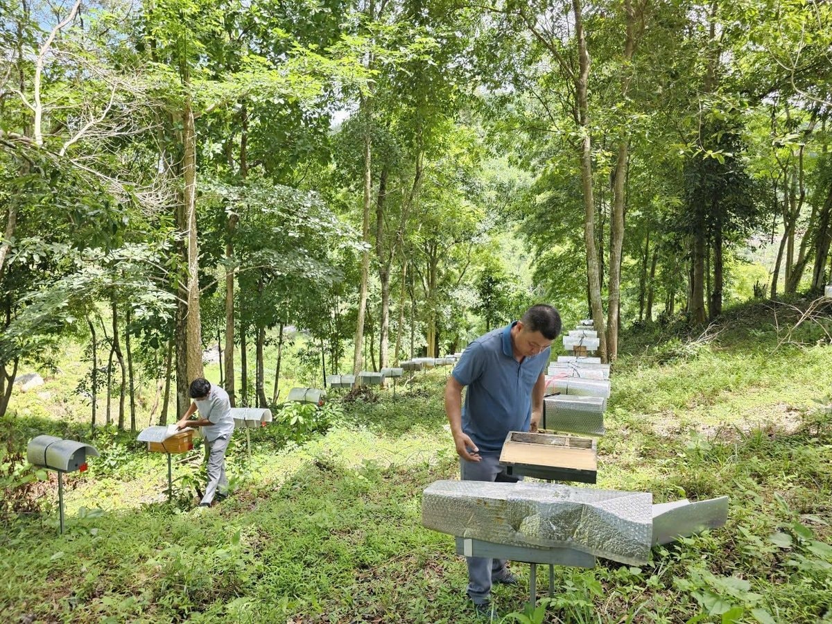 Tổ ong dú được nuôi trong trang trại Sản Việt Farm