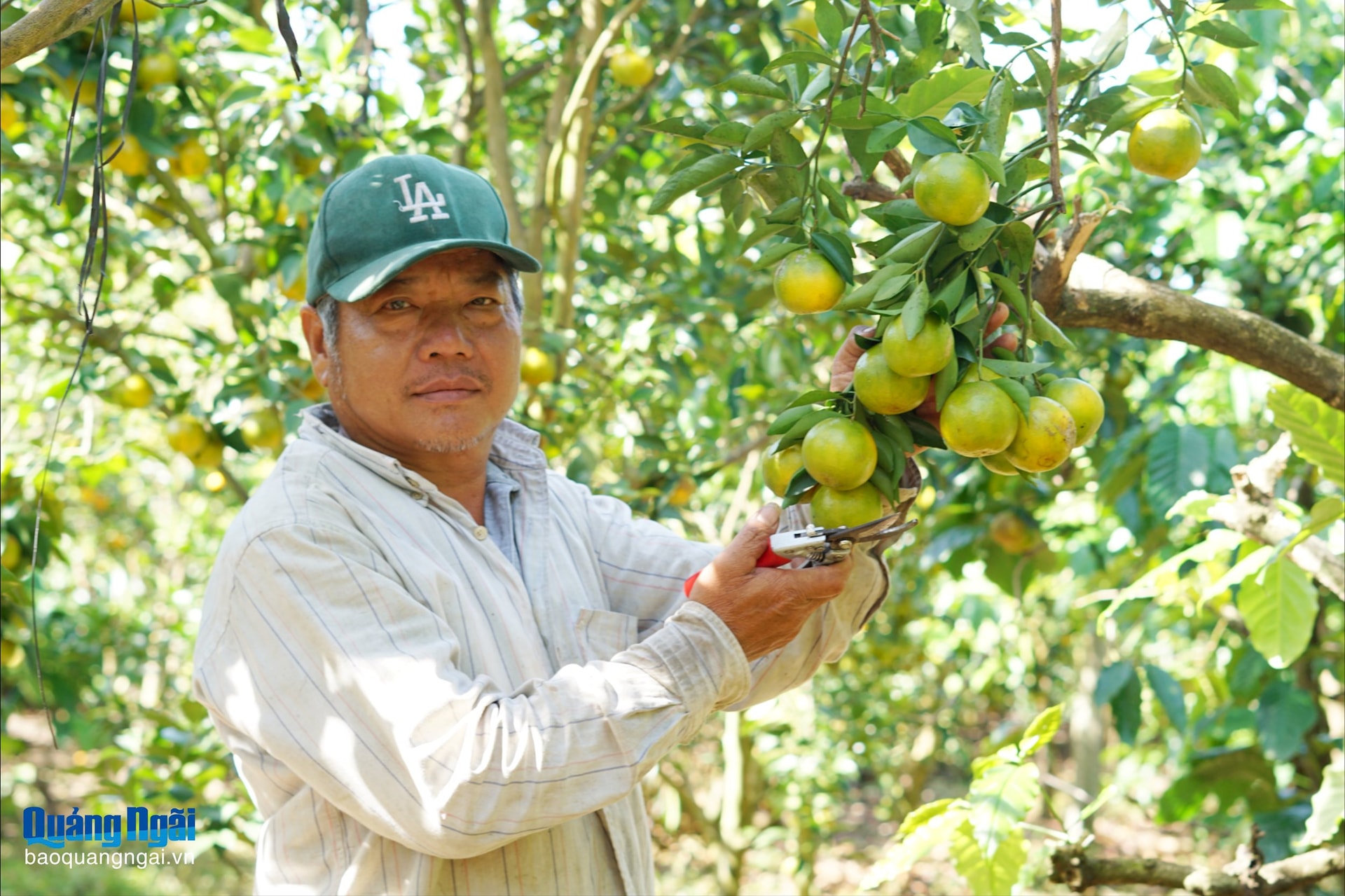 Nhiều hộ nông dân khác cũng học từ kinh nghiệm, mô hình của ông Luận để làm giàu