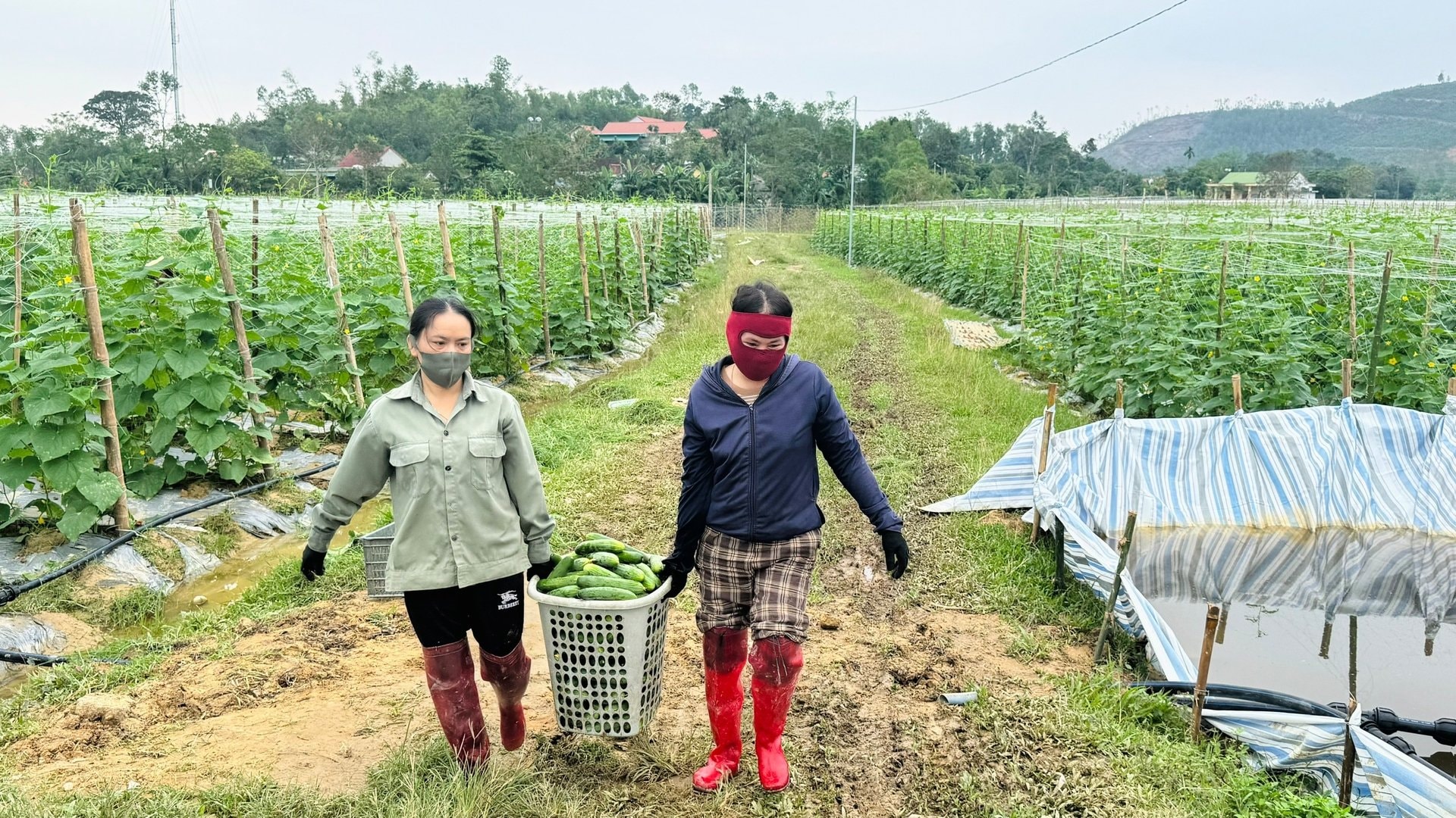 Một khu vực trồng dưa lớn tại xã Mai Hoa