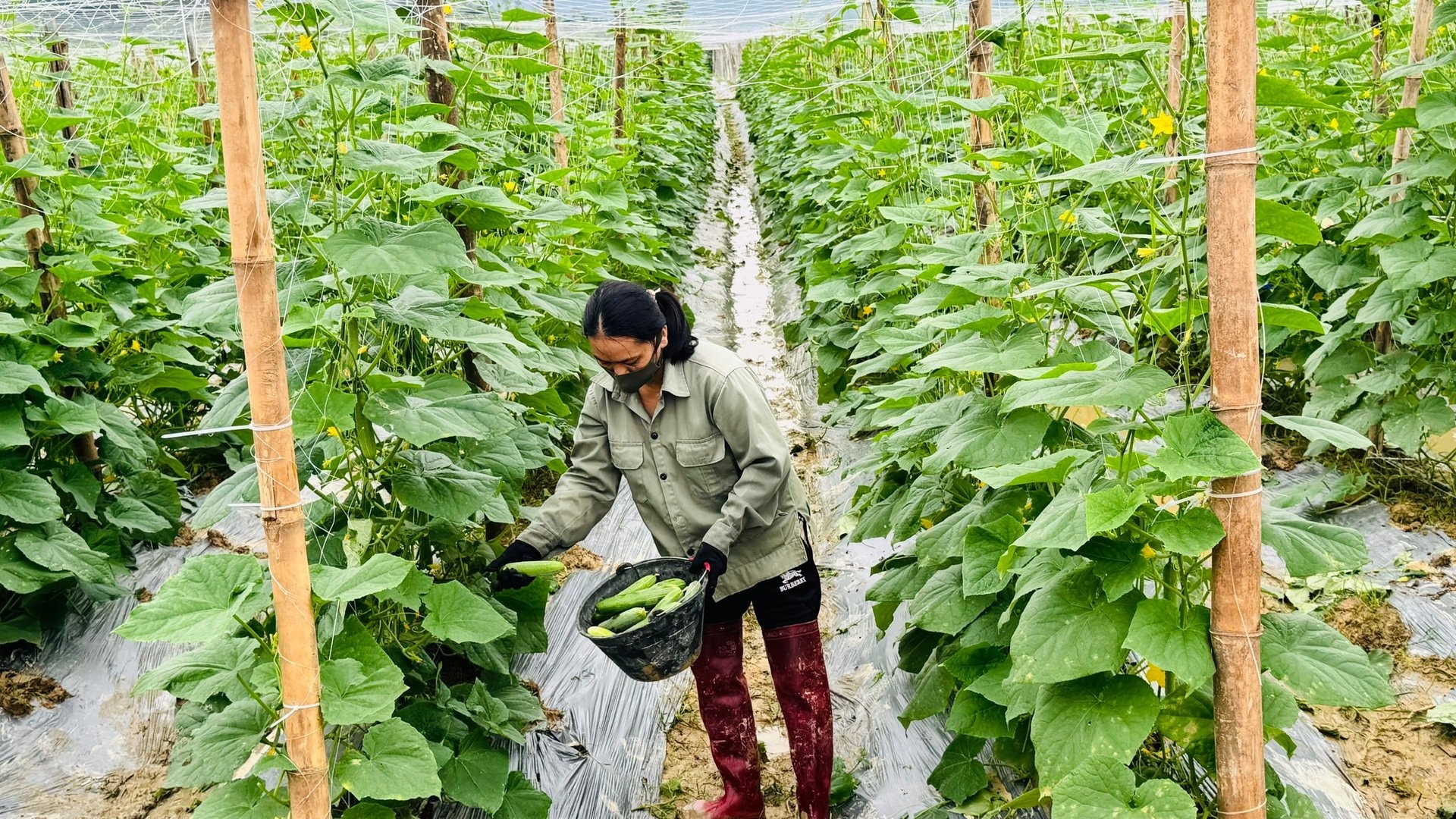 Người nông dân đang thu hoạch dưa Tài Lộc