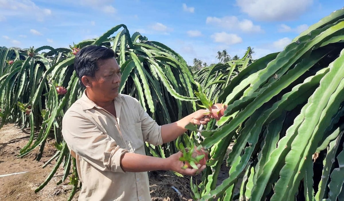 Trồng thanh long phát triển mạnh ở phía Đông tỉnh