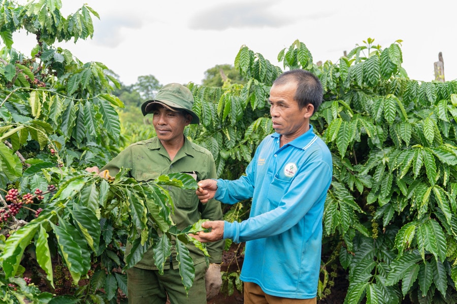 Mô hình trồng cà phê thông minh mới tại Gia Lai