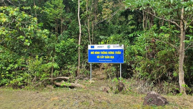 Mô hình trồng rừng trẩu và cây bản địa tại xã Hướng Phùng (tỉnh Quảng Trị)