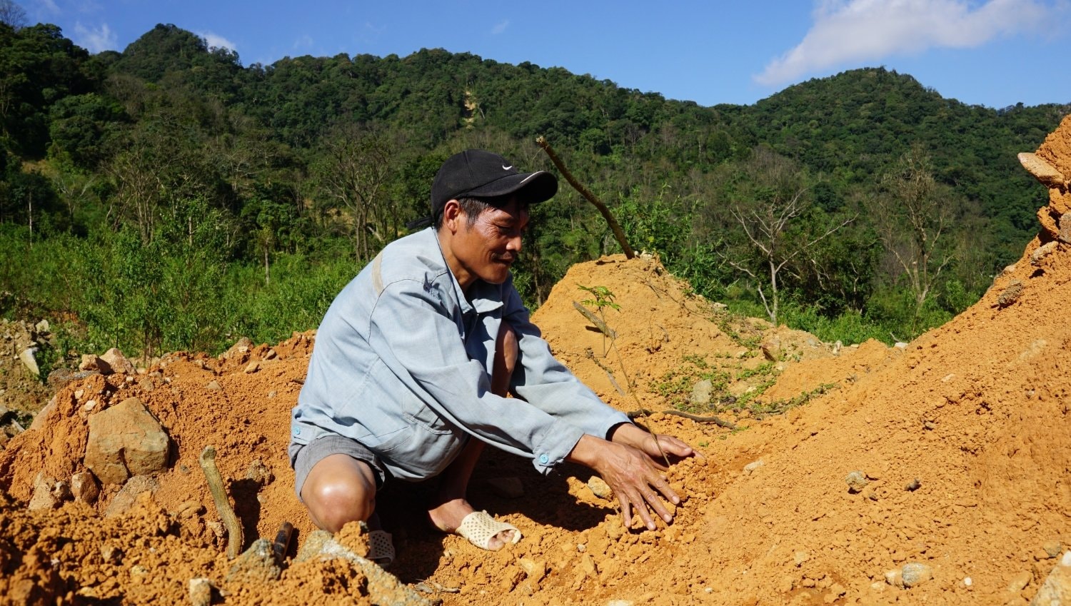 Trồng cây trẩu Quảng Trị