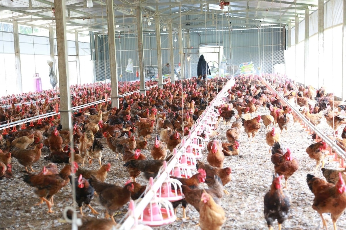 Bên trong một khu vực nuôi gà