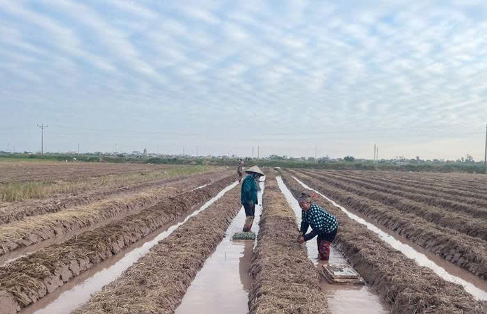 Nông dân xã Hoàng Hoa Thám đang gieo trồng dưa chuột