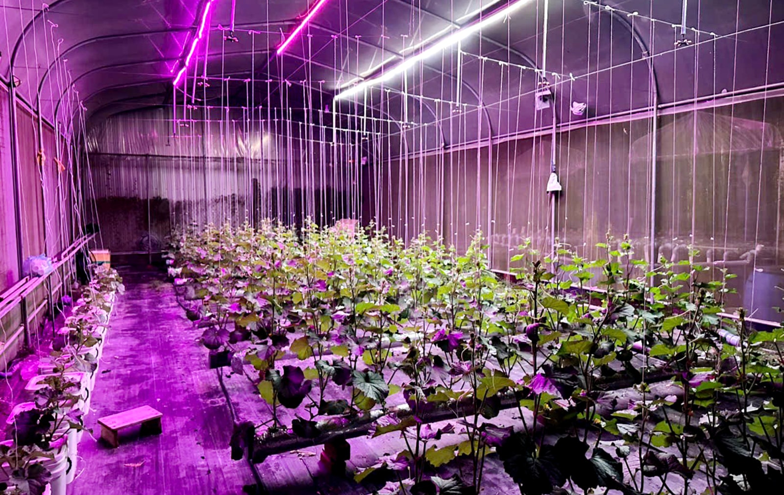 trồng dưa lưới thủy canh trong nhà màng