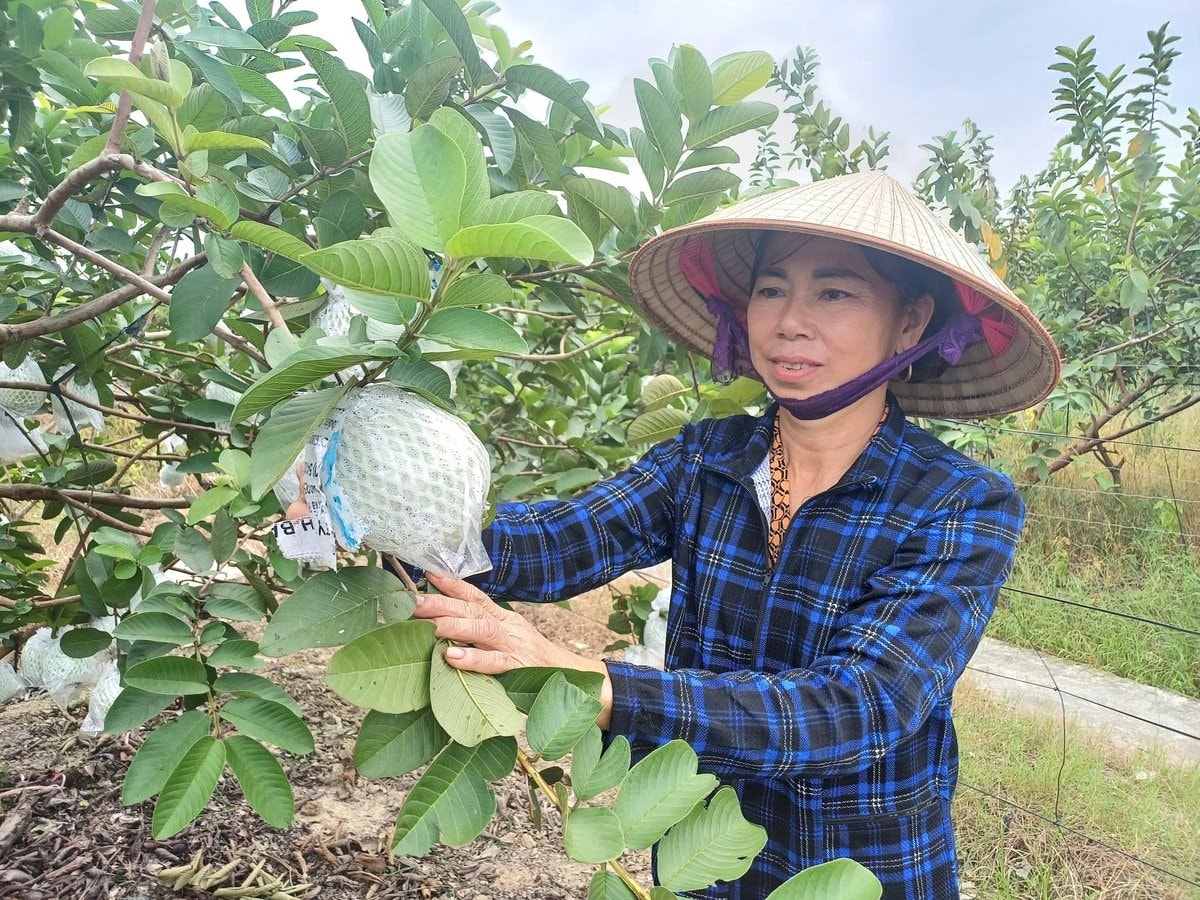 Bà Diệp cho biết trồng ổi mang lại thu nhập cao hơn hẳn so với lúa