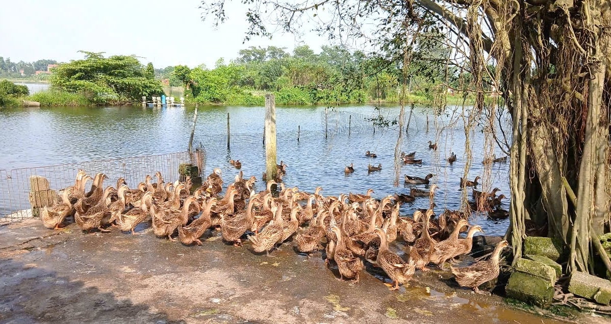 Nơi nuôi vịt nhà anh Đức